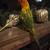 Sun Conure 1 thumbnail