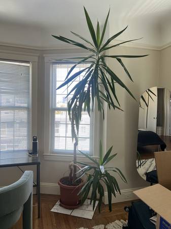 Need help transporting 8ft Yucca plant - SF to SSF 1
