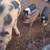Piglets 3 thumbnail