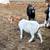 Goats 2 thumbnail