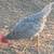 California grey 🐓 Cockerel 2 thumbnail