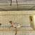 Birds 2 thumbnail