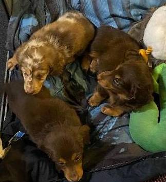Lovely Dachshund Puppies 1