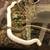 Het/Albino Checkered Garter Snake 1 thumbnail