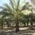 Date Palm Summer Special thru Sept 30th! (12'-14' TRUNK) 14 thumbnail