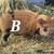 Pigs – Kunekune Piglets 2 thumbnail