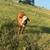 Heifers 3 thumbnail
