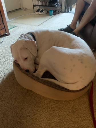 Rehoming Beautiful Female Dogo Argentino (No Fee) (Oakland)63659166746753122