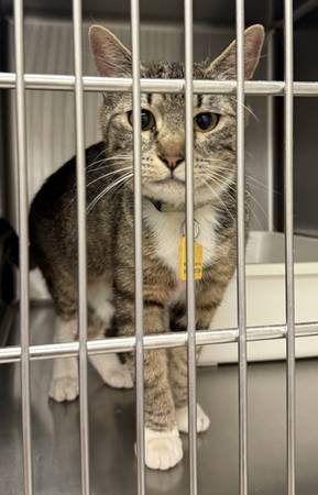 Found Female Cat - A0060670942 1