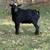 2 Dairy Goats / 1 Junior Buck 2 thumbnail