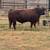 Red angus bull 1 thumbnail