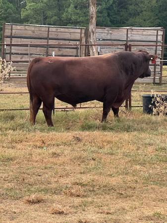 Red angus bull 1