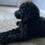 GOLDENDOODLE 4 thumbnail