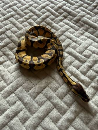 Pastel Enchi Ball Python 1
