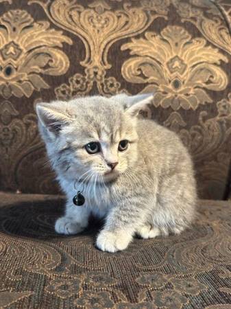 Scottish fold (Elk Grove)63679341776131121