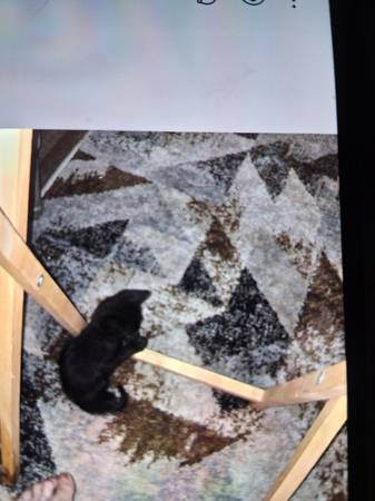 Abandoned black kitten 4 weeks (Nanakuli)63825497959425120