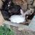 Rabbits 1 thumbnail