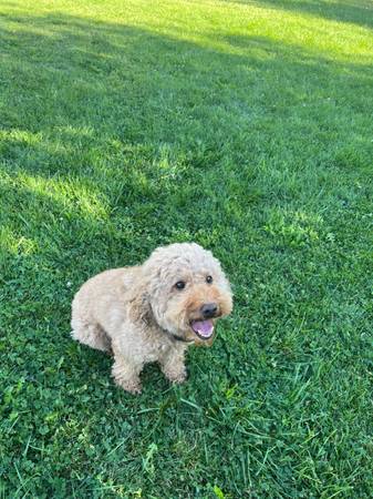 Mini Golden 1
