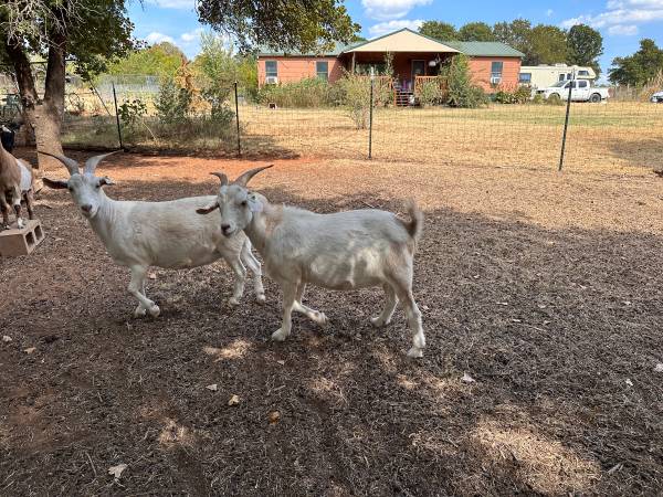Goats 1