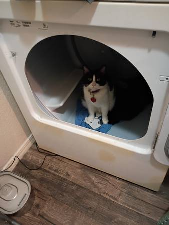 Looking for kitten 1