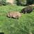 Pigs 2 thumbnail