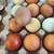 Chocolate rainbow Hatching eggs 4 thumbnail