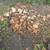 Firewood chunks 2 thumbnail