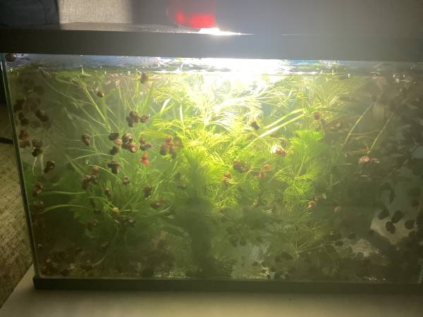 Conjunto de acuario de 3,5 galones (South Berwick, Maine)
