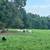 Billy Goats & Sheep Rams 12 thumbnail