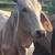 Brahman 3 thumbnail