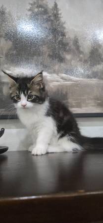 Maine coon kitten cat (Mcallen)64148953124866121