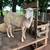 East Friesian dairy ewes; 4 sheep 1 thumbnail