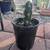 Cactus, one gallon rooted 1 thumbnail