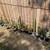 Hugh Cactus, Succulent, Plants. and Garage Sale 2 thumbnail