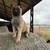 Belgian malinois Akc register 2 thumbnail