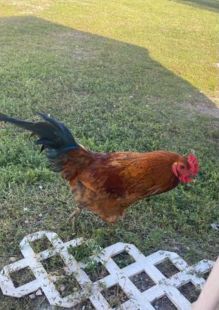 Roosters 1