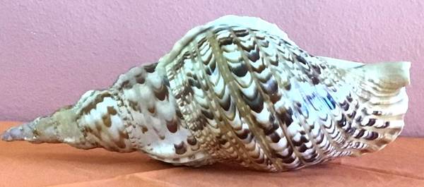 Seashell 1
