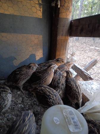 Quails 1