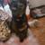 Female cat 1 1/2 yrs old 1 thumbnail