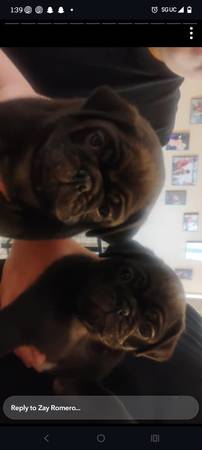 Baby pugs 1