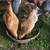 Pullets/chickens/young hens 1 thumbnail