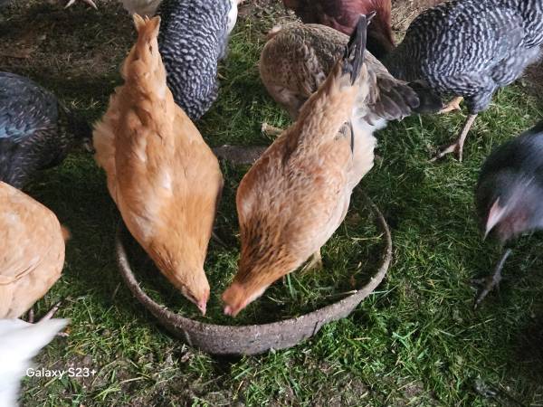 Pullets/chickens/young hens 1