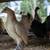 Serama Chickens 4 thumbnail