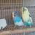 Parakeets/Bourkes 6 thumbnail