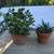 Terracotta pots with jade, aloe, Gasteria & tiger tooth aloe 1 thumbnail