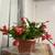 Large Red and Orange Christmas Cactus in Full Bloom 2 thumbnail