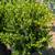 Boxwood 9 thumbnail
