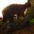Cinnamon Black Bear Mount 1 thumbnail