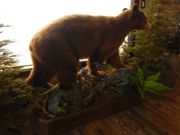 Cinnamon Black Bear Mount 1