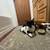 Rehoming female Manx kitten 2 thumbnail